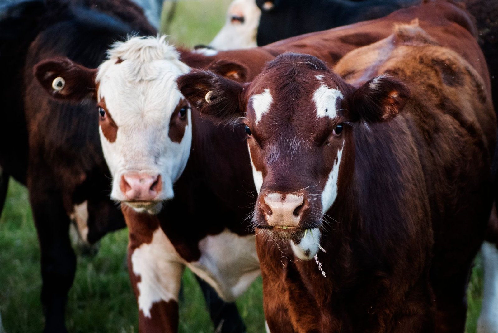Cattle on managed pasture