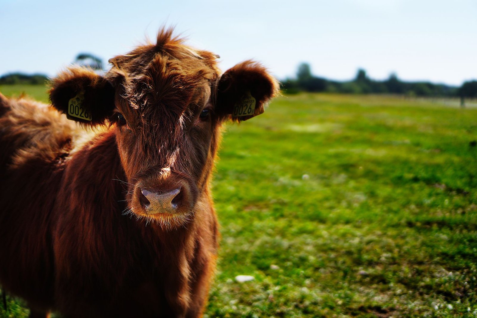 Young cattle under farm management