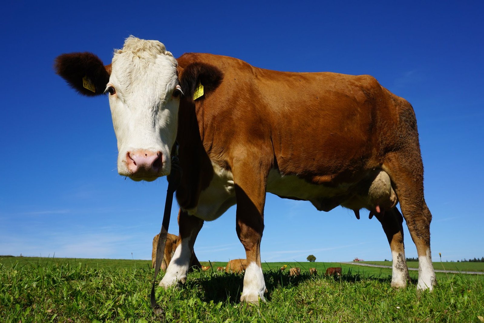 Dairy cattle on pasture