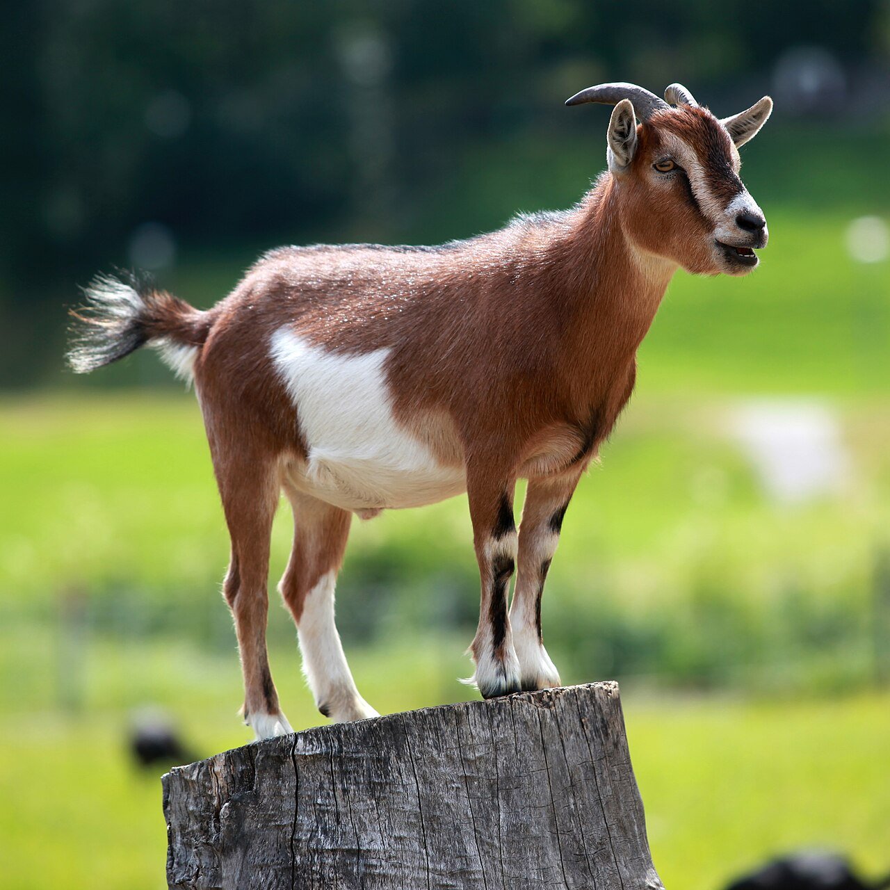 Goats reared as livestock