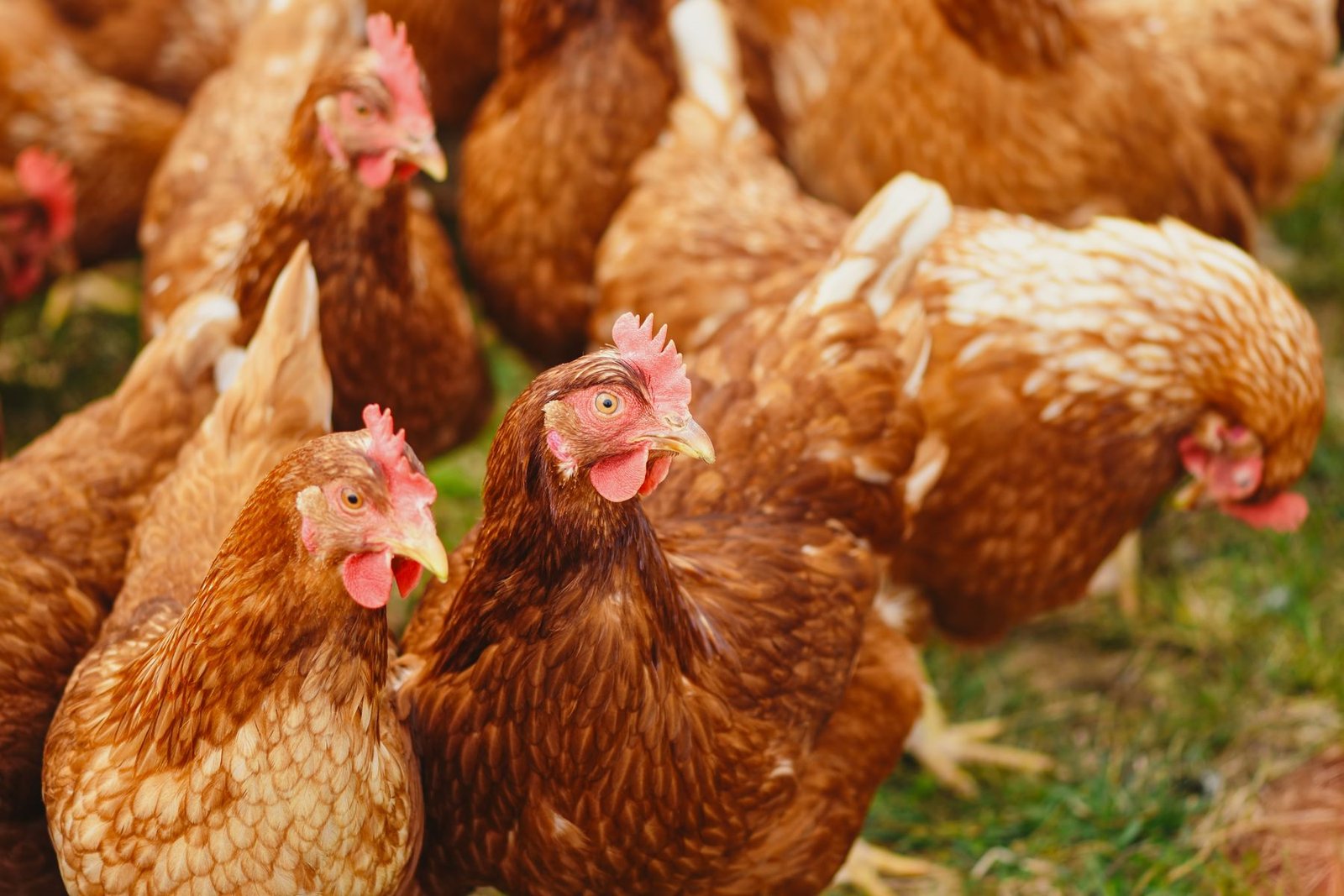 Poultry in a farmyard