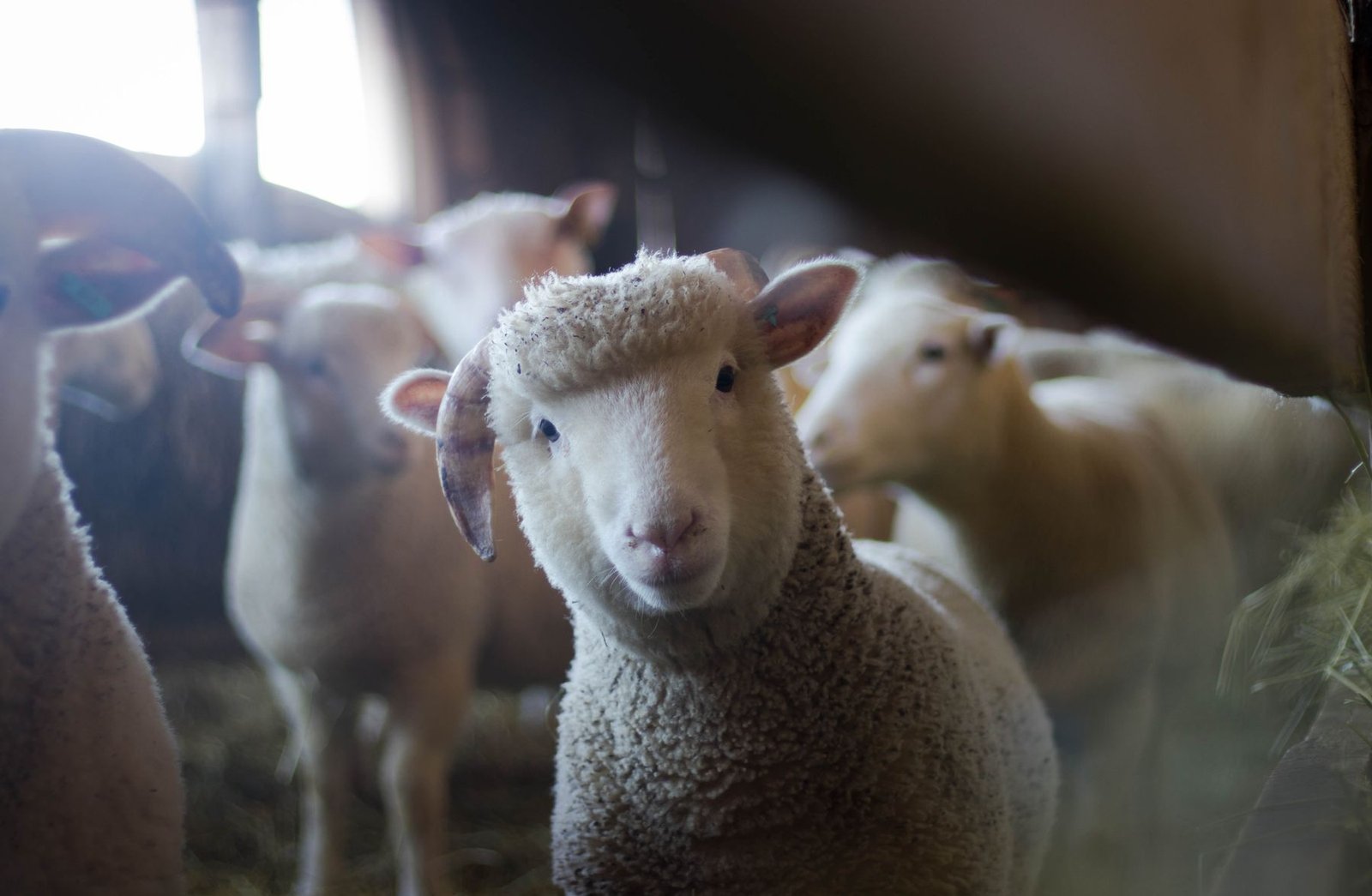 Sheep in farm housing