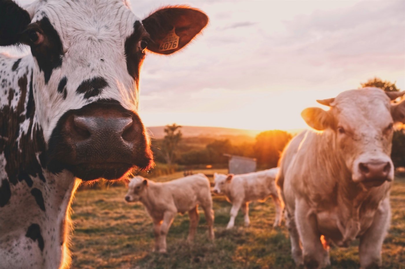 Cattle reared by Aaranya Agro