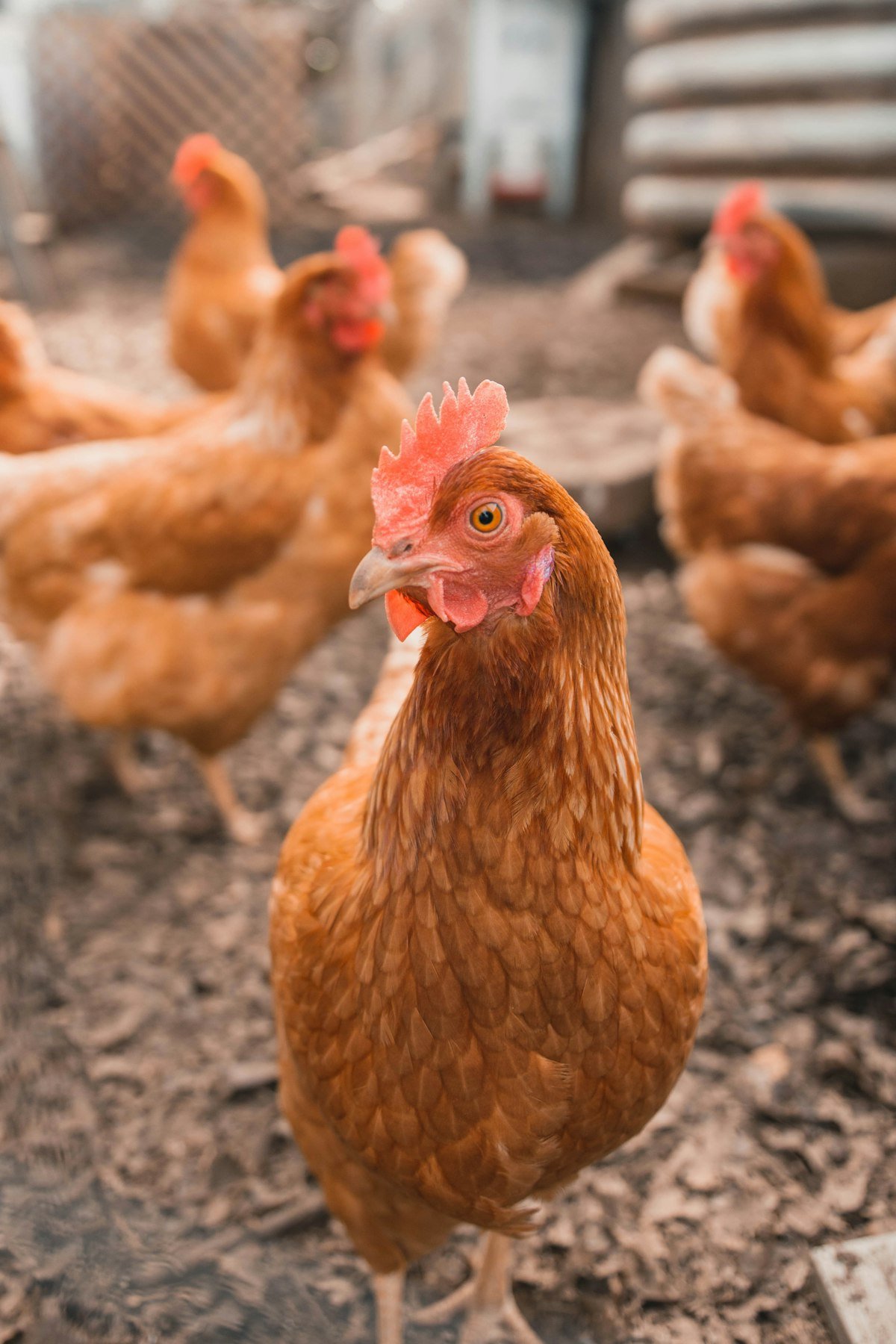Poultry reared as part of Aaranya Agro livestock operations