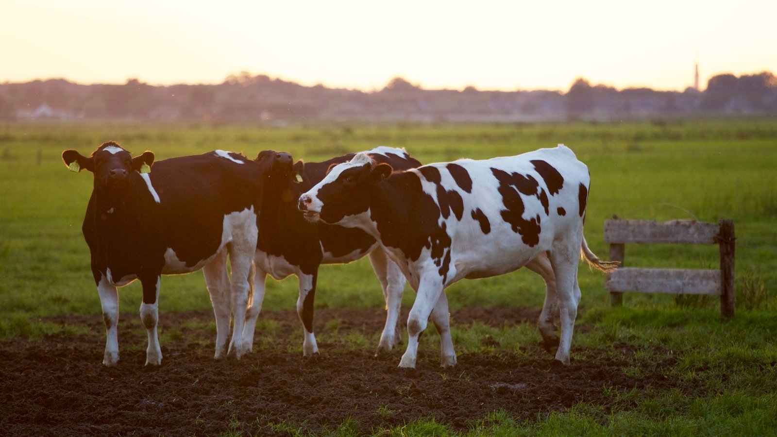 Cattle on pasture representing Aaranya Agro livestock operations
